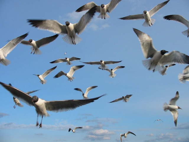 birds.jpg